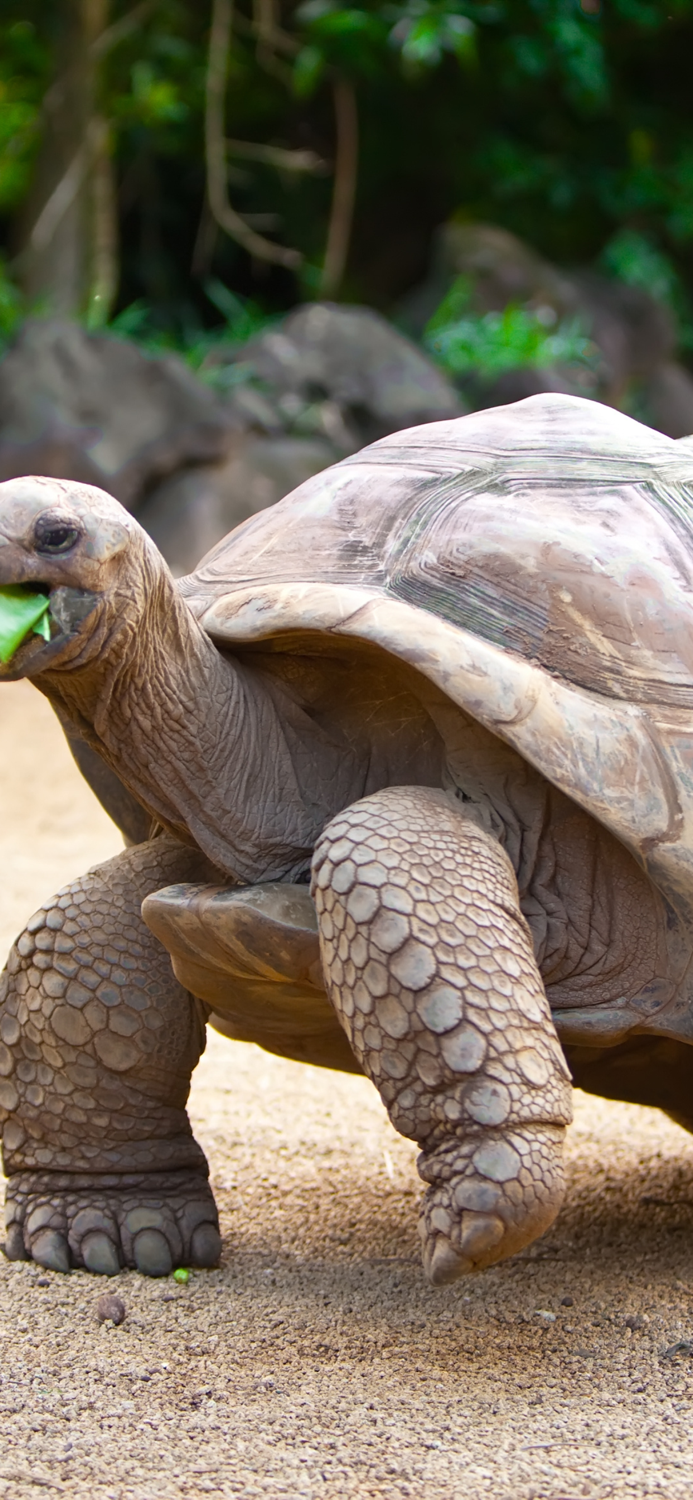 Seychelles Wallpapers