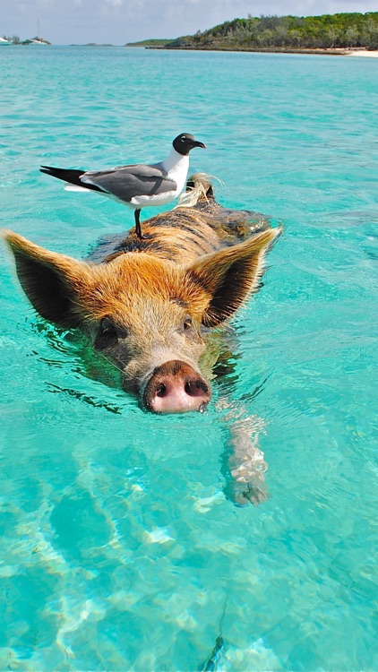 Bahamas Wallpapers screenshot-3