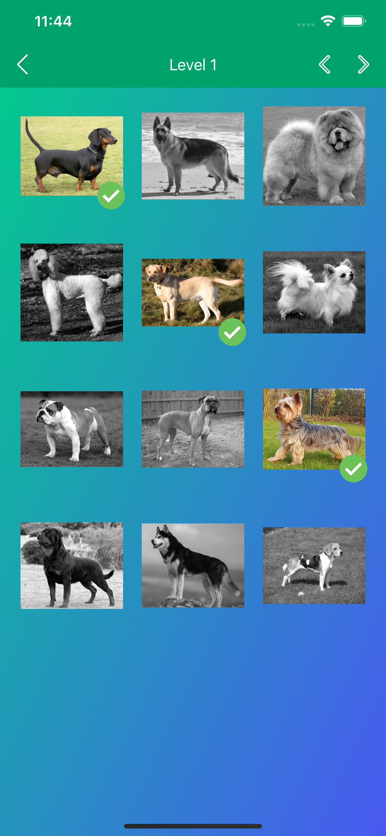 Dog Breeds Quiz: Guess the Pet