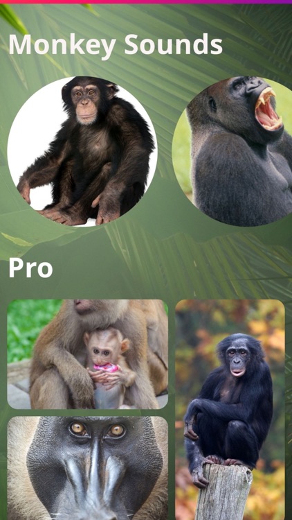 Monkey Sounds Pro screenshot-8