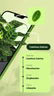 leaf identification iphone screenshot 2