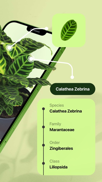 Leaf Identification Screenshot