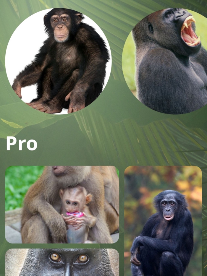 Monkey Sounds Pro