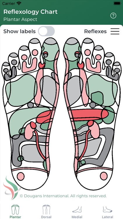Reflexology Chart