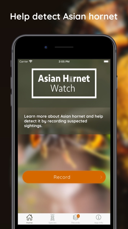 Asian Hornet Watch