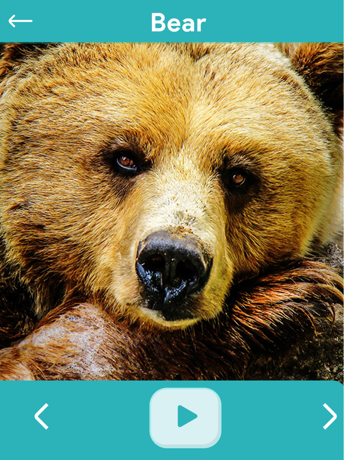 Animal Sounds Education Game