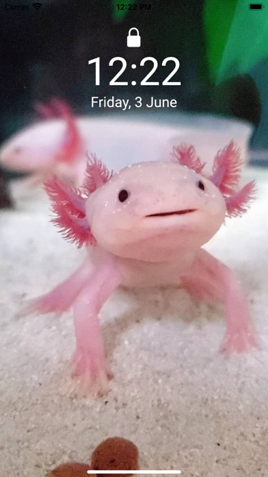 Cute Axolotl - Wallpapers. Screenshot
