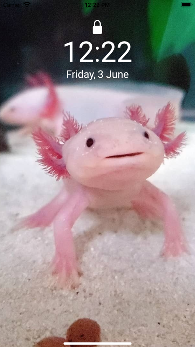 Cute Axolotl - Wallpapers.のおすすめ画像3