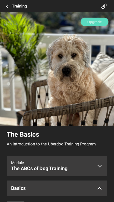 OKI Dogs - Online Dog Trainer Screenshot