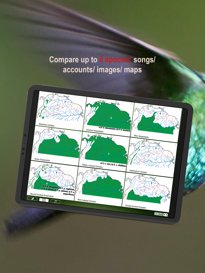 All Birds Northern Peru