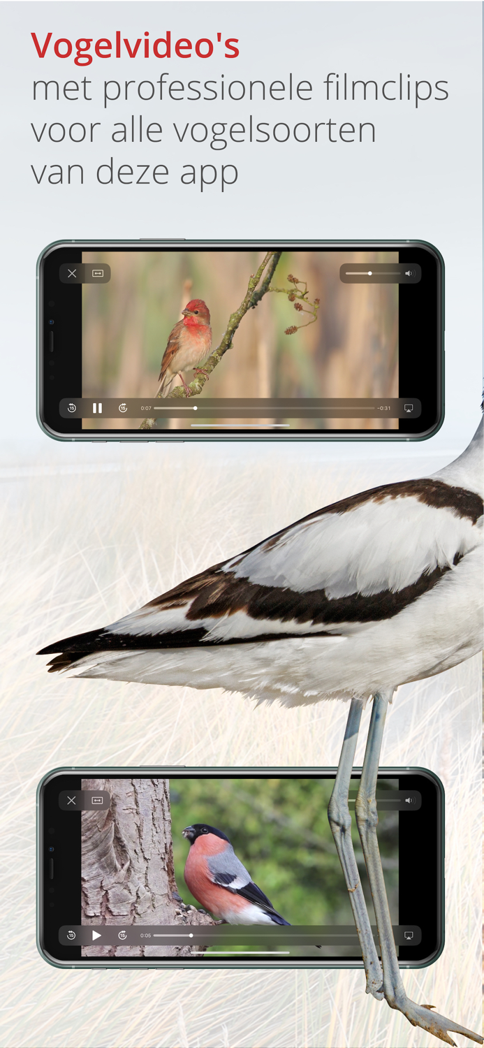 Vogels van Nederland en België