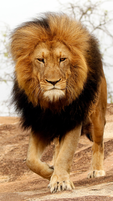 Wildlife Africa Wallpapers Screenshot