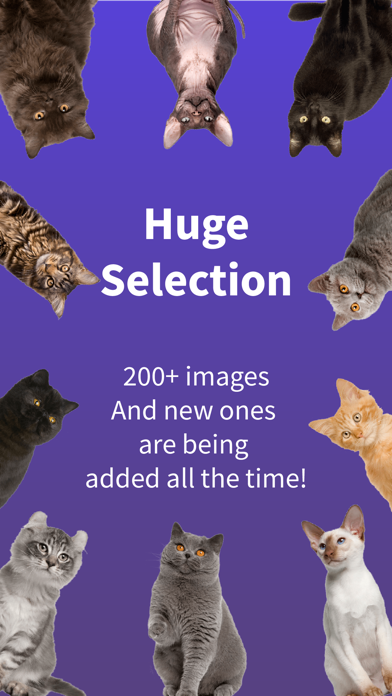 Cat Widget - World of Cats Screenshot