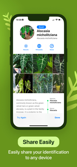 Screenshot dell'identificazione delle foglie