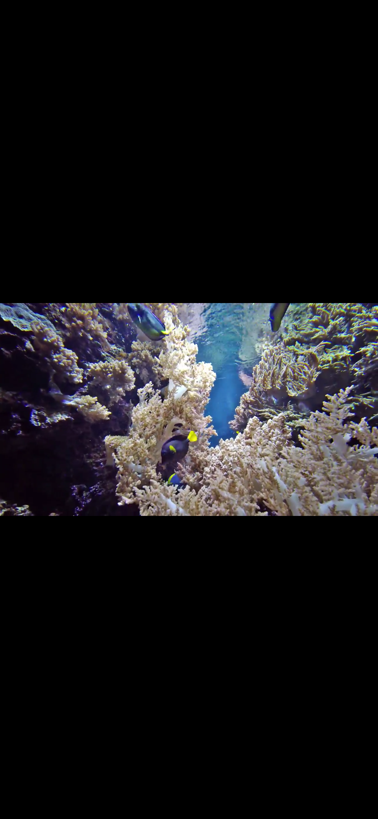 Reef Aquarium 2D/3D
