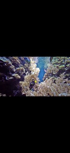 Reef Aquarium 2D/3D screenshot #3 for iPhone