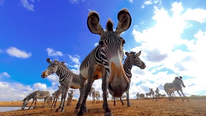 Virtual Reality Animals! Screenshot