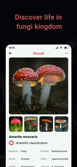 Game screenshot USA Mushroom Identification apk
