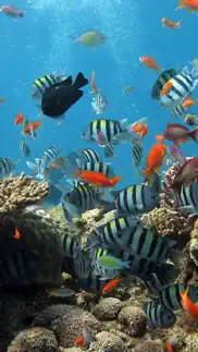 aquarium backgrounds iphone bildschirmfoto 1