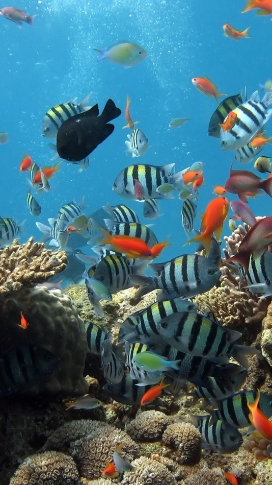 #1. Aquarium Backgrounds (iOS) بواسطة: TANER PERMAN