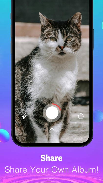 KittyKorner -  Adopt & Breed screenshot-3