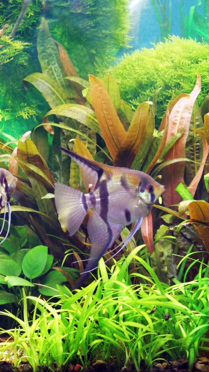 Aquarium Backgrounds screenshot-9