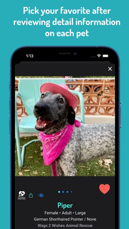 WeRescue: Adopt a Pet Search screenshot-7