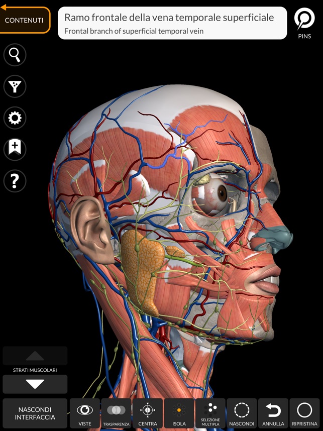 Atlante Anatomico - apparato scheletrico - ABCsalute