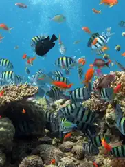 aquarium backgrounds ipad bildschirmfoto 1