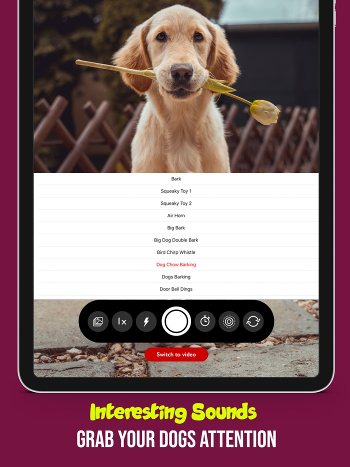 PetCam - Perfect Pet Portraits