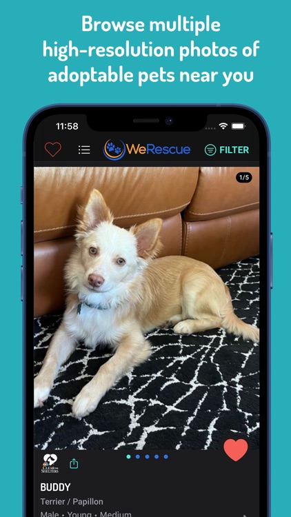 WeRescue: Adopt a Pet Search