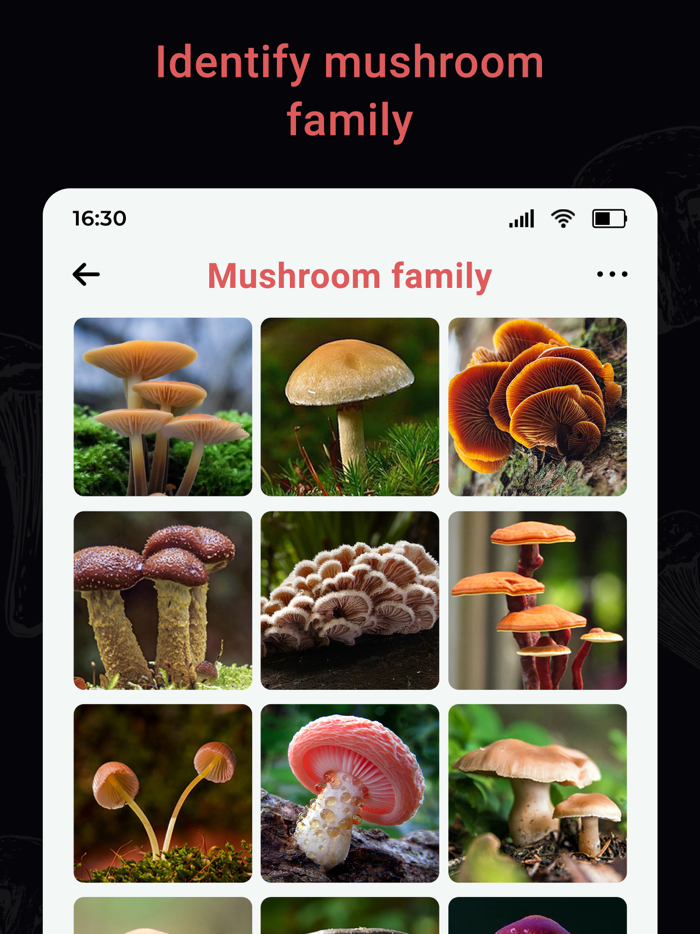 USA Mushroom Identification