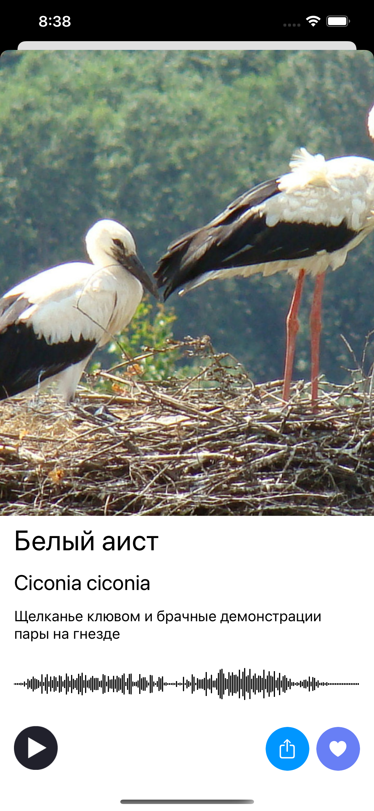 Экогид - Голоса птиц