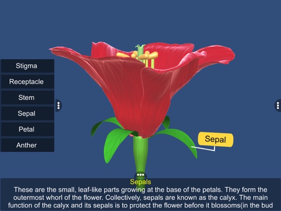 Screenshot #6 pour Parts of Flower