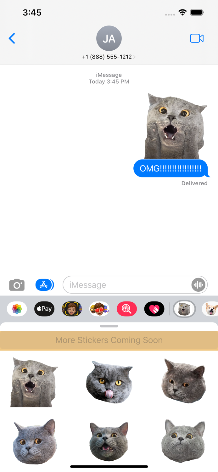 British Shorthair Cats Head