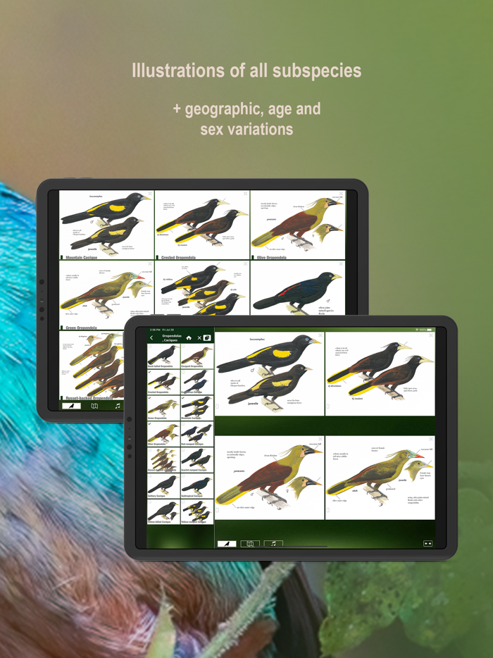 All Birds Northern Peru