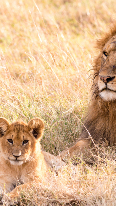 Wildlife Africa Wallpapers Screenshot