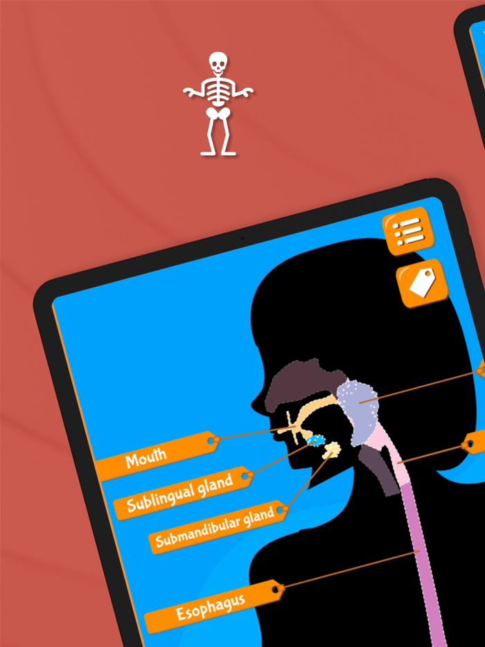 Anatomix - Human Body Game