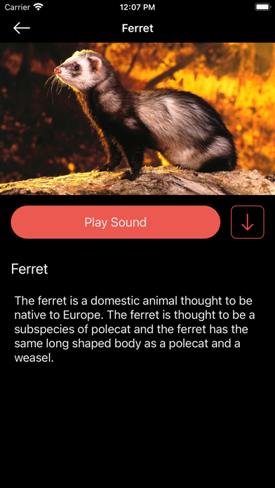 World Animal Sounds Screenshot