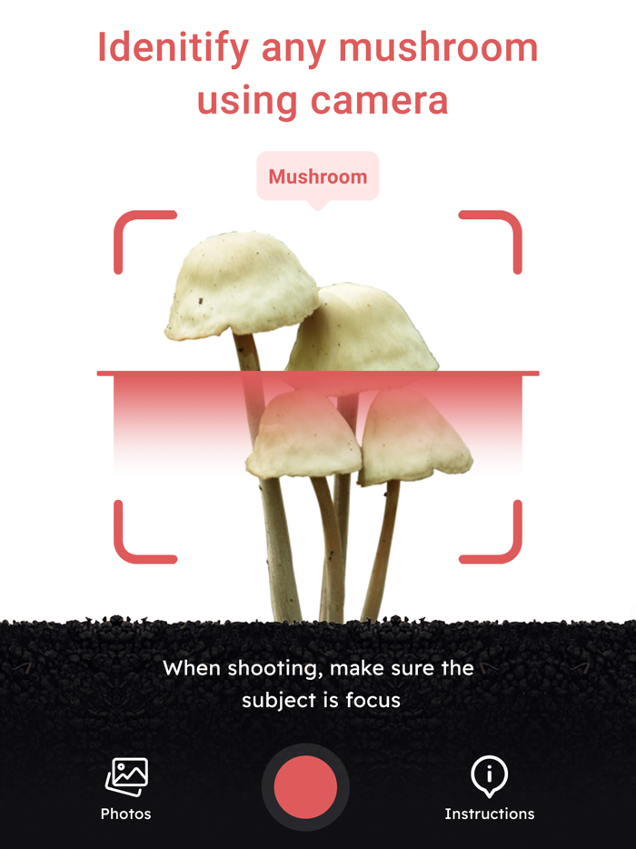 USA Mushroom Identification