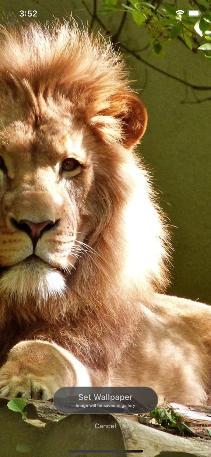 Animals UHD Wallpapers 2023