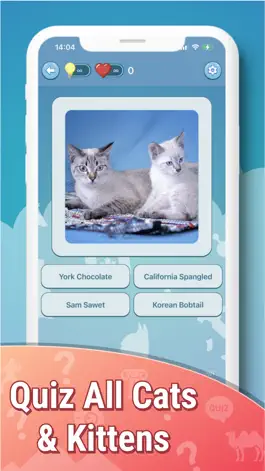 Game screenshot Quiz guess all cute cat breeds apk