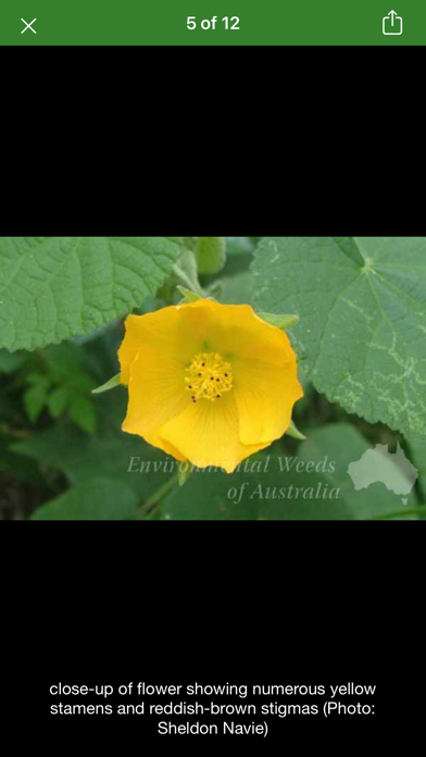 Environmental Weeds Australia Screenshot