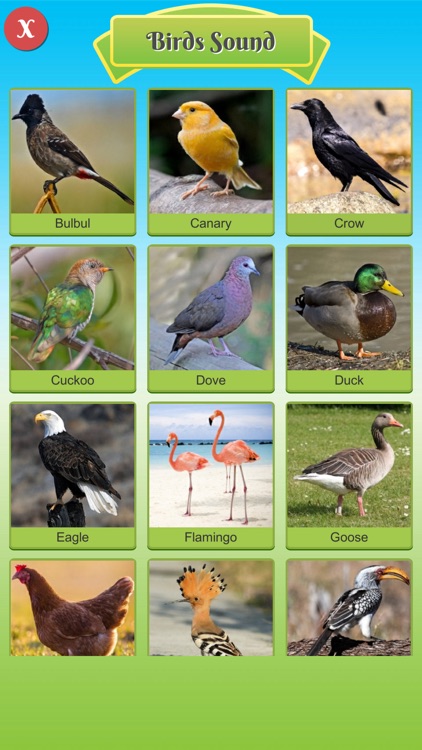 100 Animal Bird Sound for Baby