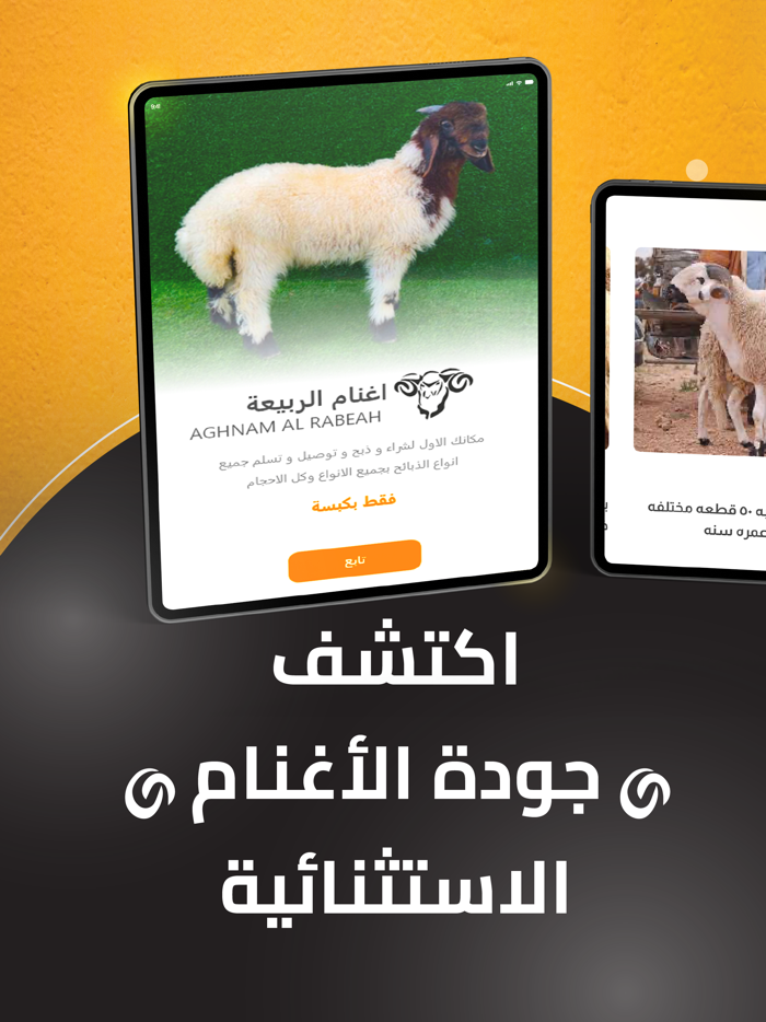 اغنام الربيعة