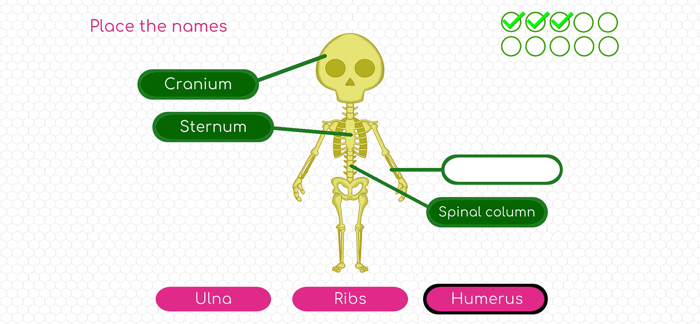 Human Body Adventure Game
