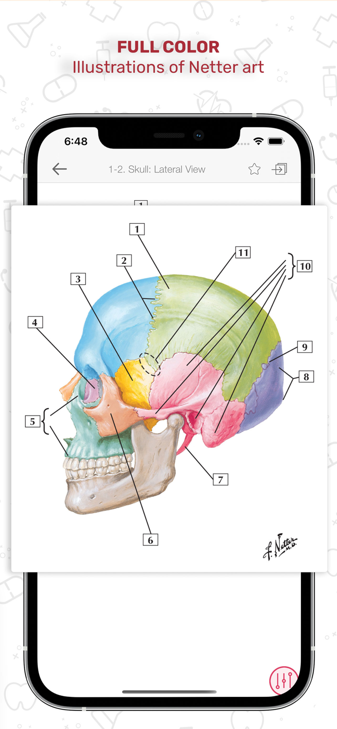 Netters Anatomy Flash Cards
