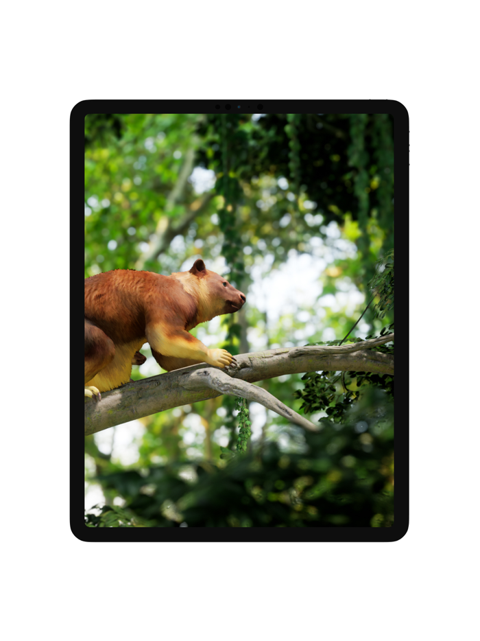Meet a tree kangaroo
