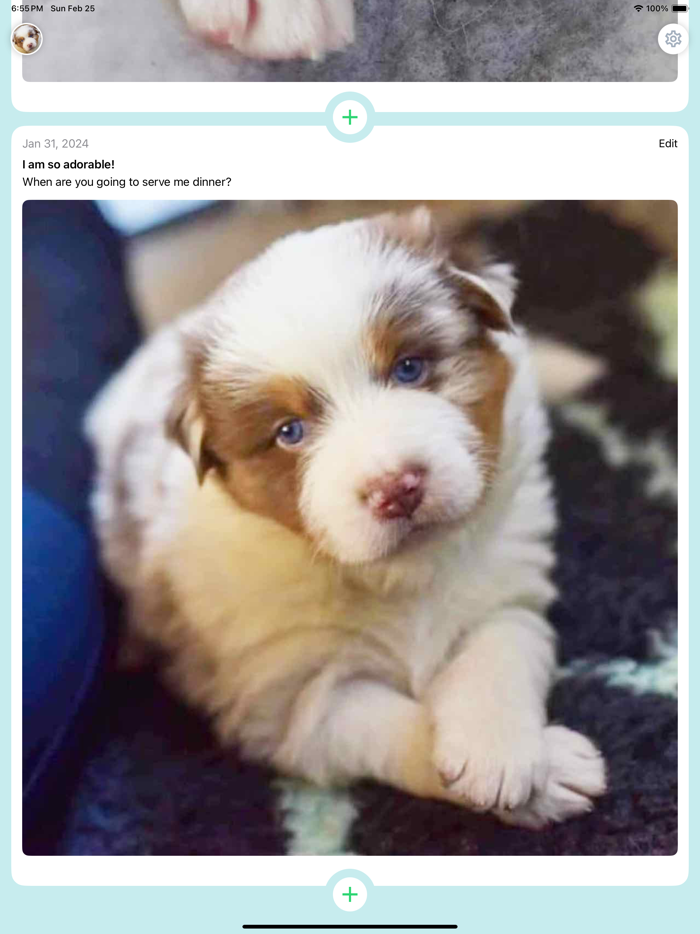 My Dog Diary - Photos