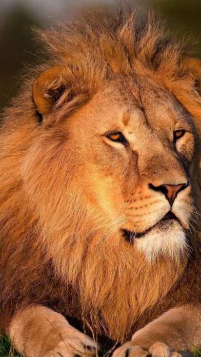 Wildlife Africa Wallpapers Screenshot